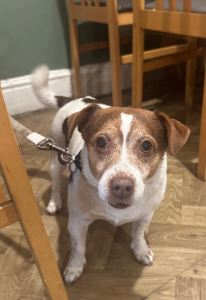 Dogs Welcome DOG FRIENDLY